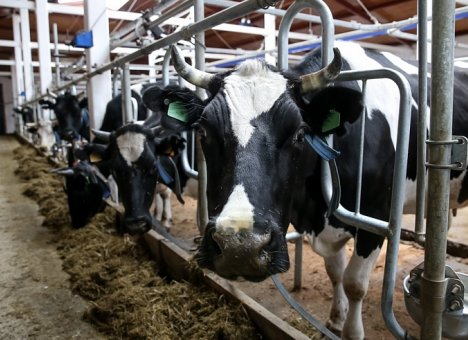 Более 130 тысяч тонн молока произведено в Приморье за год