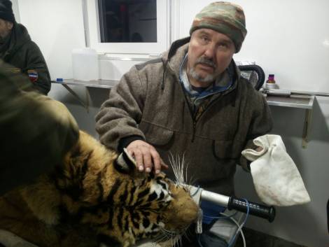 В Приморском крае тигрицу изъяли для её же безопасности