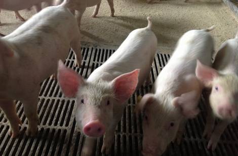 Три тысячи племенных свиней завезут в Приморье двумя партиями