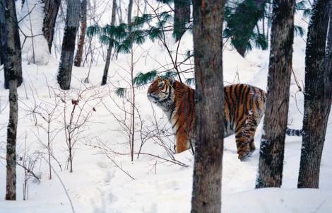 Россия признана второй по величине страной с уровнем численности тигра в мире