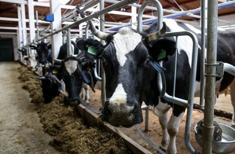 Приморский край обеспечит витаминами и пробиотиками всех коров Дальнего Востока