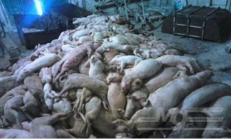 В Хабаровском крае от неизвестной причины и голода погибли 24 тысячи свиней