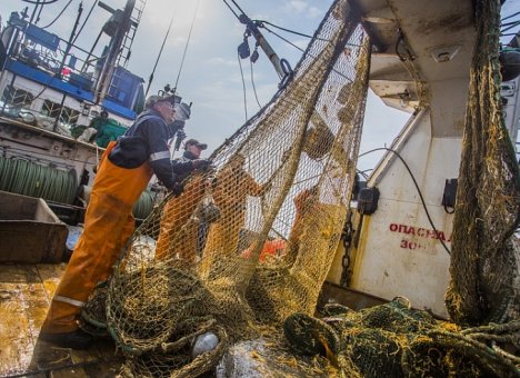 Приморские рыбаки выловили тысячу тонн палтуса