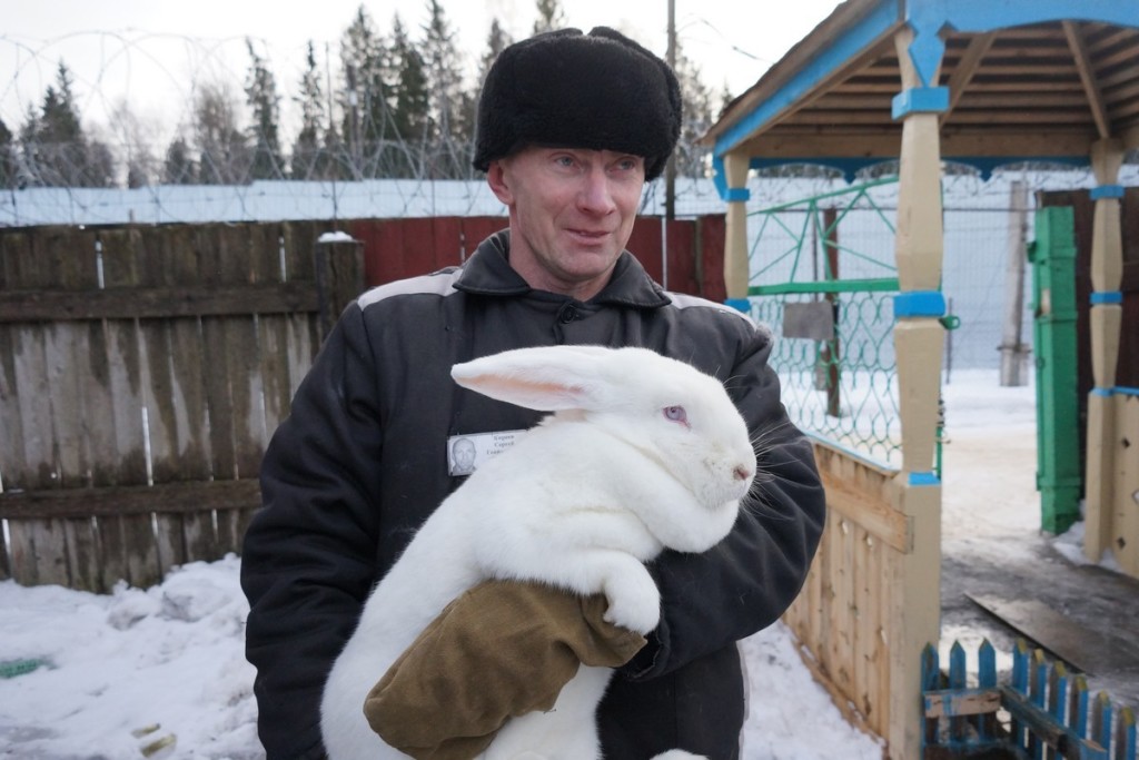 На кроликовой ферме в колонии №9 Петрозаводска. Фото: ИА "Республика"/ Максим Смирнов. 