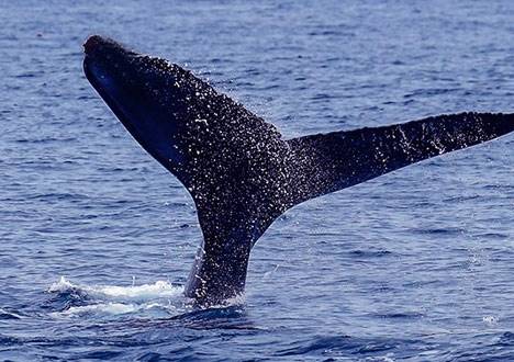 Чукотка намерена добиваться разрешения увеличения квоты на добычу китов