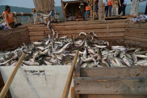 В Хабаровском крае планируют добыть более 83 тысяч тонн красной рыбы
