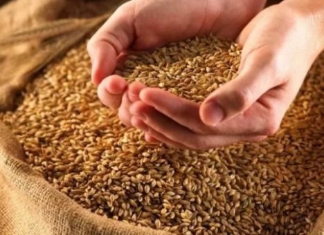 Пшеница из Приморья - в дар КНДР