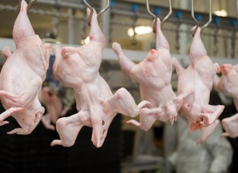 Птицефабрика в Приморье уничтожит все поголовье кур из-за эпидемии вируса