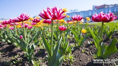 Яркий Владивосток: город украшен тысячами цветов