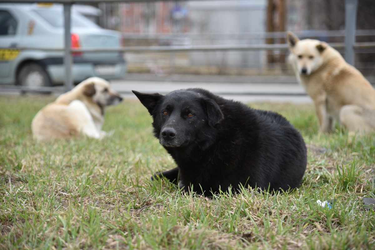 Бездомные собаки в Петрозаводске