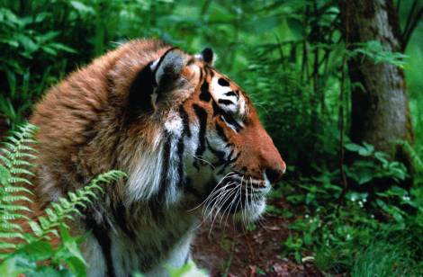 В Хабаровске амурский тигр попал в центр внимания экспертов из восьми стран