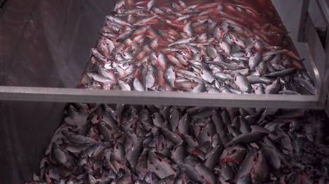 На восточном побережье Камчатки рекордный объем добытого лосося вырос в 14 раз