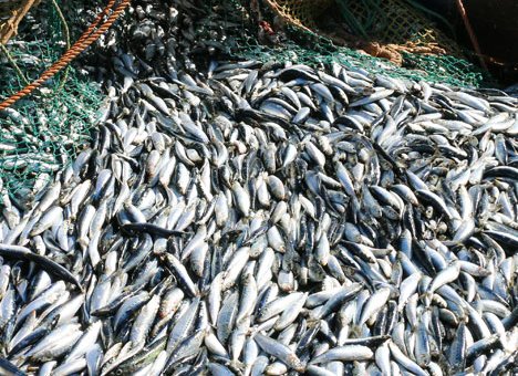 Первую тысячу тонн сардины иваси добыли рыбаки Приморья