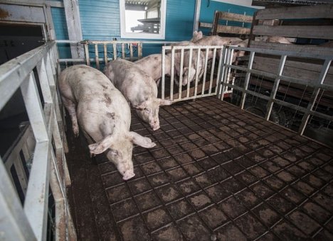 В Приморье фермерам подложат свинью