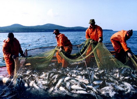 Повышение пенсионного возраста рыбаков Приморья не затронет