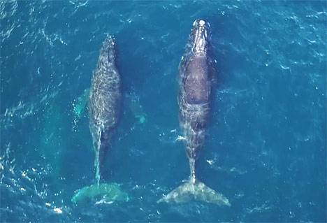 Самый редкий кит зарегистрирован в акватории заповедника 