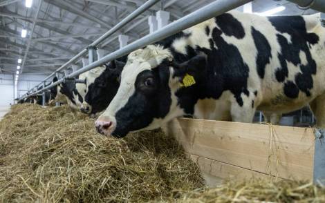Новая ферма даст жителям Сахалина до 7 тысяч тонн молока и 200 тонн мяса в год