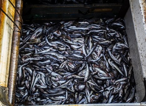 Более 15 тысяч тонн минтая и сельди выловлено рыбаками Приморья с начала года