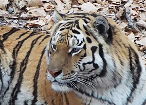 Тигр Амур станет собственностью Приморского края