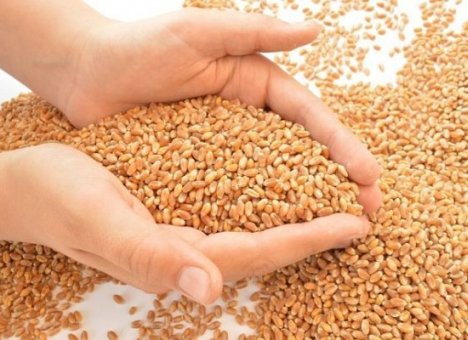 Валентин Пак приготовил сто тонн пшеницы для КНДР
