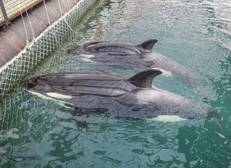 Косаток и белух из бухты Средняя могут выпустить уже в начале лета