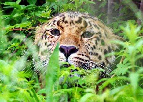 В Приморье автолюбителей предупредили о возможности выхода леопардов на дорогу