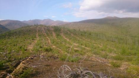 В 2019 году в Магаданской области восстановят около 400 гектаров леса