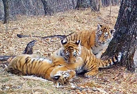 Редчайшие видеокадры диких амурских тигров получены в нацпарке 