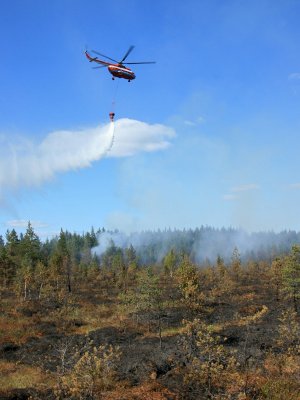 В России создана рабочая группа по защите лесов от пожаров