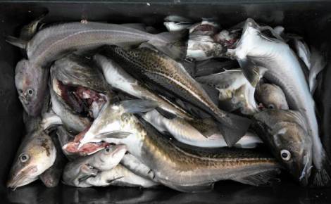 Камчатские рыбаки выловили около 40 тысяч тонн минтая с начала 2020 года