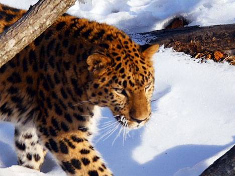 1 022 241 зрителей со всего мира собрал дальневосточный леопард
