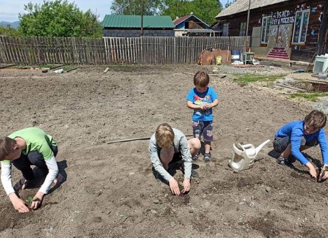 Школьники Приморья могут получить ценные призы за выращенную капусту