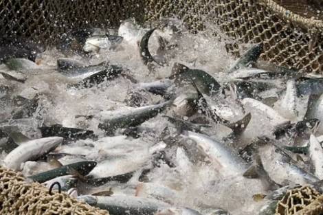 Коренным народностям Приамурья вновь разрешили ловить лососей