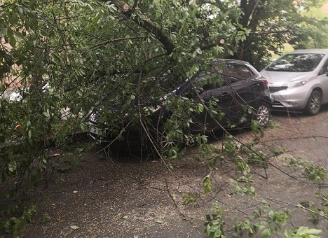 Во Владивостоке дерево упало сразу на несколько автомобилей