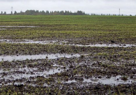 На полях Приморья установилось аномальное переувлажнение