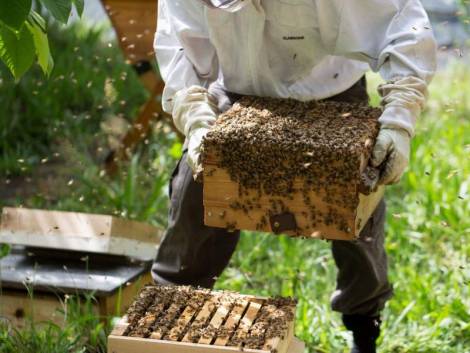 Хабаровский край поддержит пчеловодство