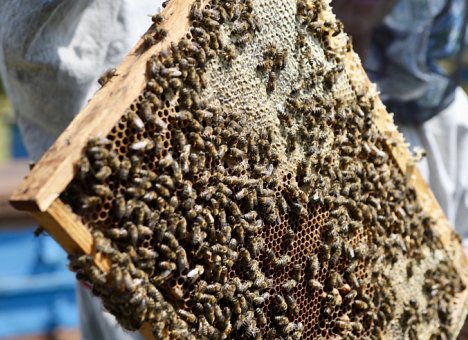 Памятник пчеле установят в Приморье на 