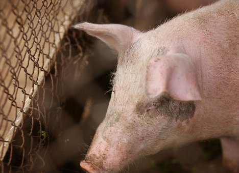 Половина очагов африканской чумы свиней ликвидированы в Приморье