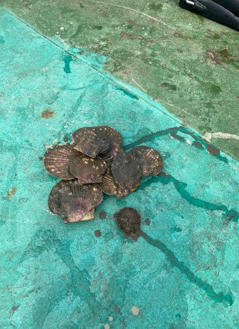 Ученые: моллюсков в заливе Находка становится больше
