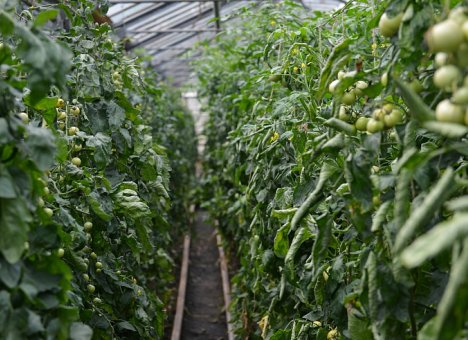 Основной урожай огурцов и помидоров в Приморье успели собрать до тайфунов
