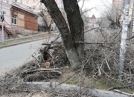 Зачем Владивостоку деревья?