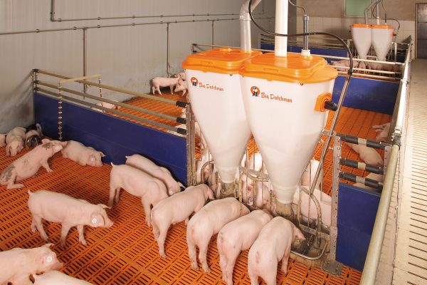 Оборудование для свинокомплексов от надежной компании